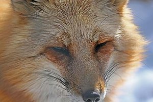 300px-Redfox.jpg