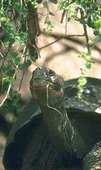 170px-Turtleeco.jpg