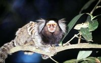 200px-Tufted-ear marmoset.jpg