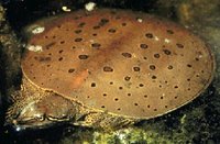 200px-Turtlemorph3.jpg
