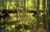 200px-Near Brownsberg, Suriname.jpg