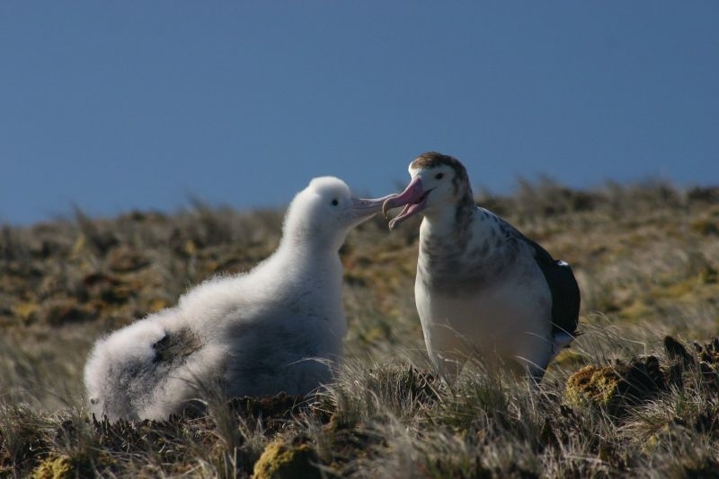 800px-albatros-d-amsterdam-poussin.jpg