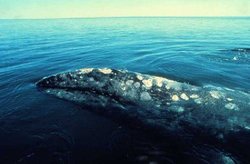 250px-Gray whale (Eschrichtius robustus).jpg