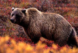 250px-Yellowstone Grizzly Bear PVA.jpg