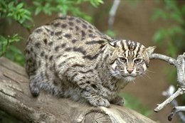 260px-Fishingcat2.jpg.jpeg