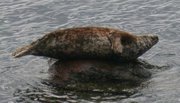 180px-Grey seal 1.jpg