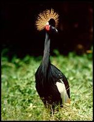 250px-Black crowned crane (Balearica pavonina).jpg