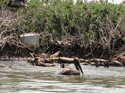 Oil creeps up the black mangrove and smooth cordgrass that cover Grand Isle, Louisiana. The grass and mangrove are now literally two-tone – and will soon die. Birds float along the shore and inside the boom, wandering along the blackened shoreline - some of them covered in oil. Credit: Carter Dillard/ALDF