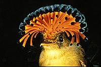 199px-Atlantic Royal Flycatcher.jpg