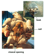 180px-Turtlemorph1.gif