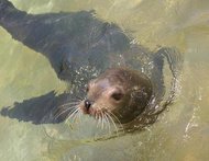 190px-California sea lion 1.jpg