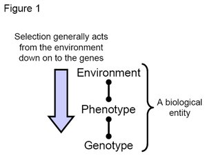 300px-Figure1 evolution.jpg