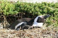 200px-Black-footed penguin.jpg