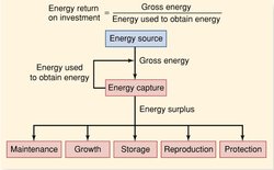 250px-Energy Allocation.jpg