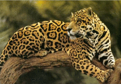 250px-Jaguar.gif