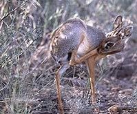 199px-Salts dikdik.jpg