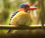 150px-Thungyai bird.jpg