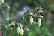 190px-South Slough Reserve, uplands.JPG