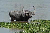 199px-Asian buffalo.jpg