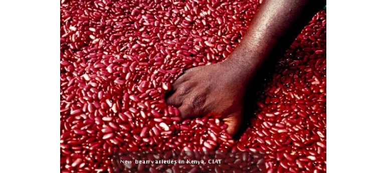 BeanVarities-Kenya CIAT.JPG