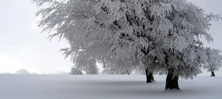 Snow-covered-tree.jpg