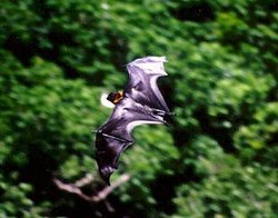 250px-Guam flying fox2.jpg