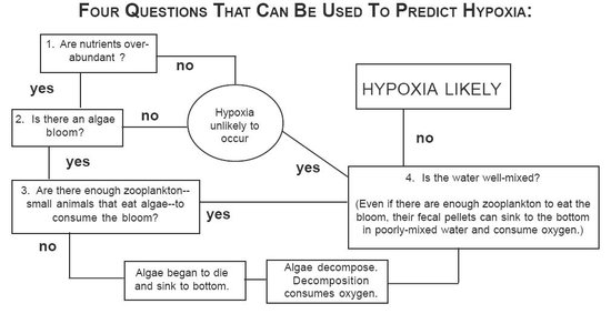 550px-2 hypoxia 2.JPG