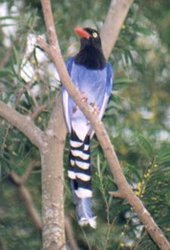 250px-Taiwan blue magpie (Urocissa caerulea).jpg