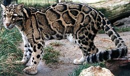 260px-Clouded Leopard.jpg