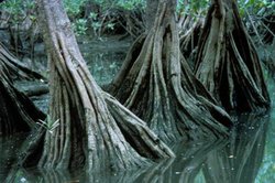 250px-Utria National Park, Colombia.jpg