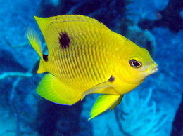 260px-Threespot damselfish juvenile.jpg