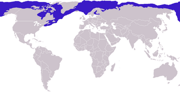 360px-Phoca hispida distribution.png