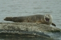 10126 common-seal.jpg