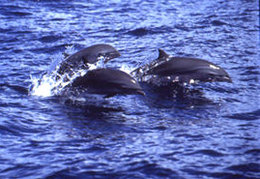 Fraser-sdolphin-marinebio-org.jpg