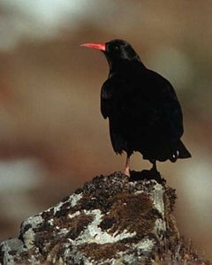 300px-Red chough.jpg