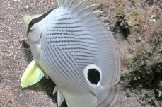 Foureye butterflyfish