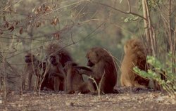 250px-Guinea baboon (Papio hamadryas papio), Senegal.jpg