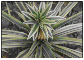 Pineappleirradiation.gif