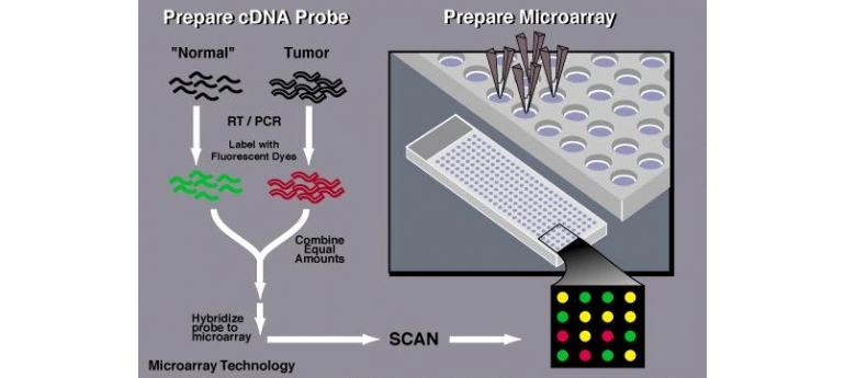 NIH microarray technology.gif.jpeg