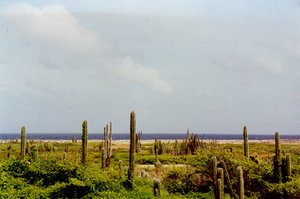 300px-Aruba1.jpg