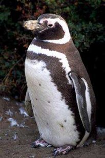 205px-Magellanic Penguin1.jpg