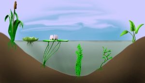 300px-Macrophytes plants.jpg