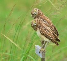 346630-burrowing-owls-dennis-von-linden-hires-760x690.jpg