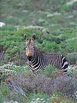 The Cape mountain zebra (Equus zebra zebra, EN) faced extinction from hunting, reaching a low of seven females in 1950. It now survives in six reserves, like Mountain Zebra National Park, shown here. © Peter Steyn/Ardea London