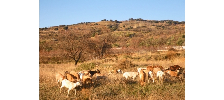 HgoatsgrazingcabodegataIMGP7336.jpg