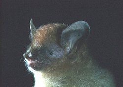 250px-Im0117 bat.jpg