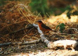 270px-Heuglins robin.jpg