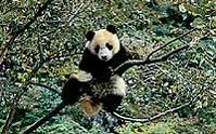 199px-Giant panda.jpg