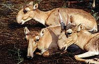 199px-Saiga antelope.jpg