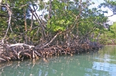 Belizean coast mangroves